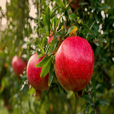 Pomegranate